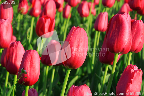 Image of tulip field