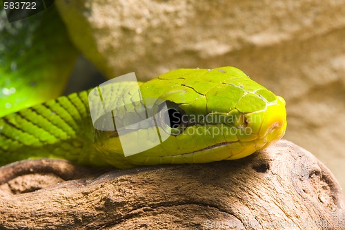 Image of Red Tailed Racer