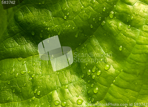 Image of Bog Plant Leaf