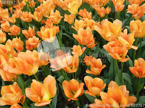 Image of Yellow Flowers