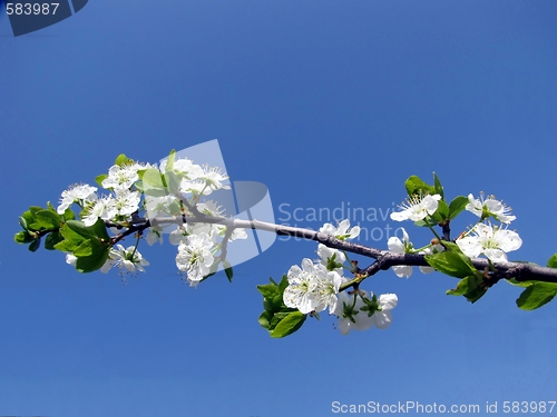 Image of fruit tree with flowers