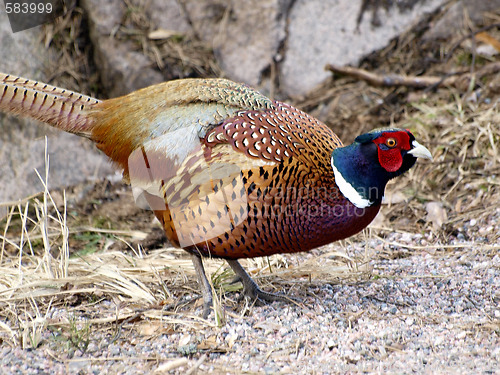 Image of Pheasant