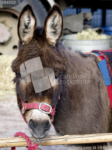 Image of Donkey