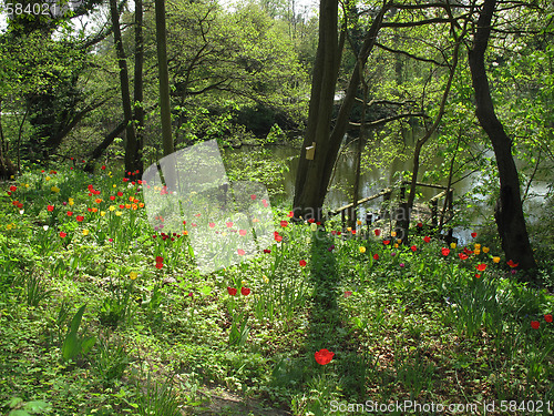 Image of Allotment at springtime