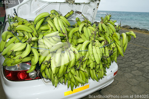 Image of plantain bananas trunk of car corn island nicaragua
