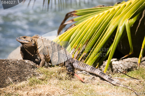 Image of iguana rocks by beach central america