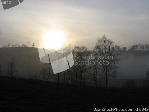 Image of Trees in foggy sunset