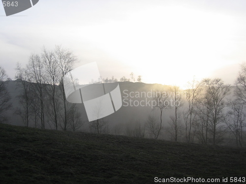 Image of Trees in mist