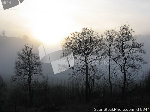 Image of Trees in fog with sunshine