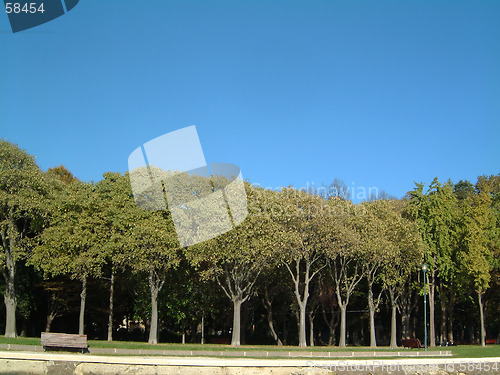 Image of Trees Venice
