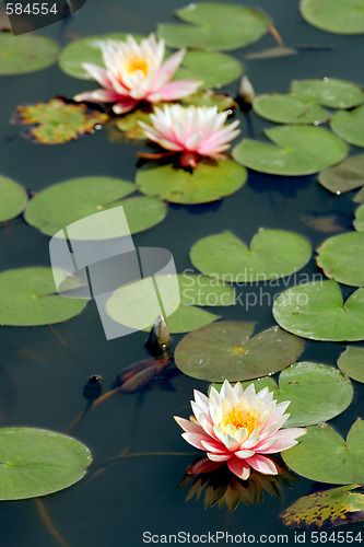 Image of Lily