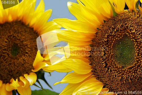 Image of Sunflower