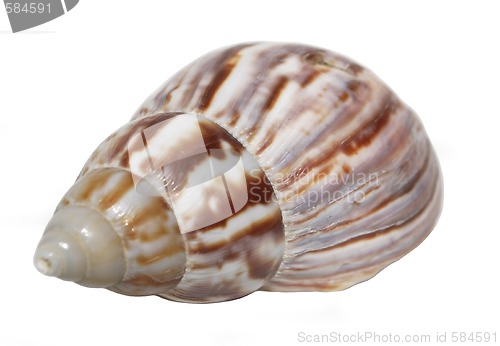 Image of seashell