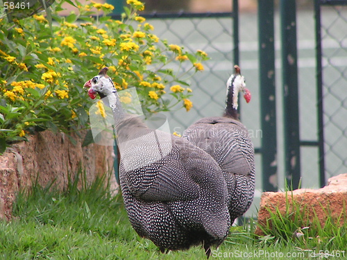 Image of Helmeted Guineafowl (Numida meleagris)