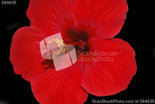 Image of hibiscus