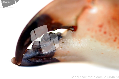 Image of Crab Pincer