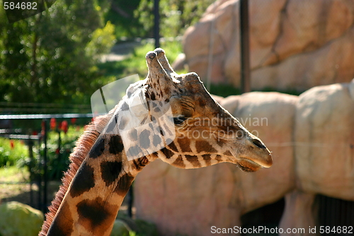 Image of Baringo Giraffe