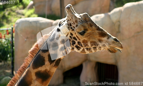 Image of Baringo Giraffe