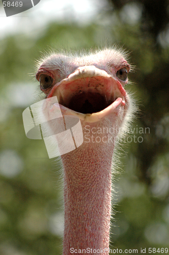 Image of Smiling ostrich