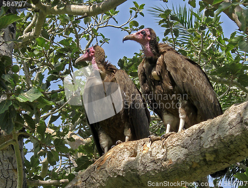 Image of Valtures in a tree. 