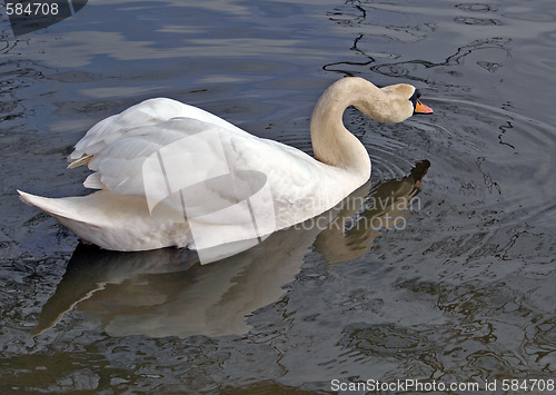 Image of One swan swimming.