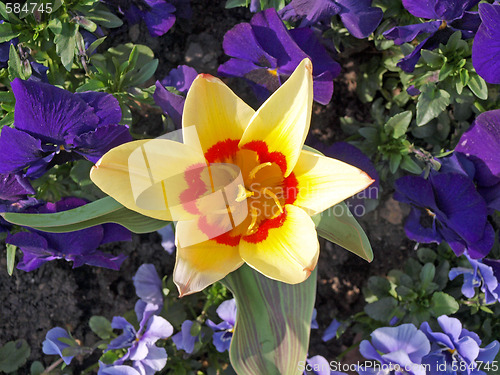 Image of Tulip Corona. Latin name Tulipia.