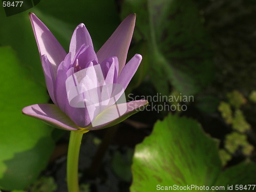 Image of Lotus