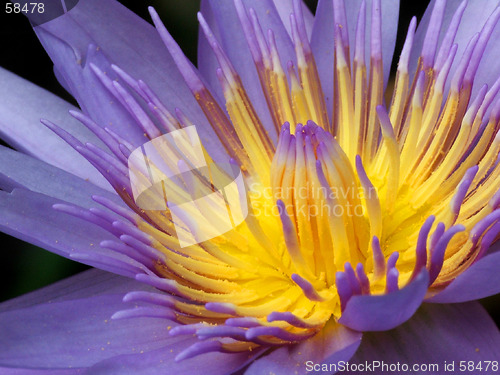 Image of Blue Lotus