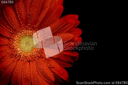 Image of red gerbera