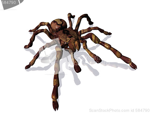 Image of Spider