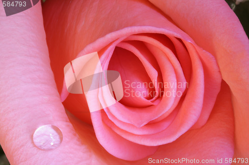 Image of Pink Rose and water drops