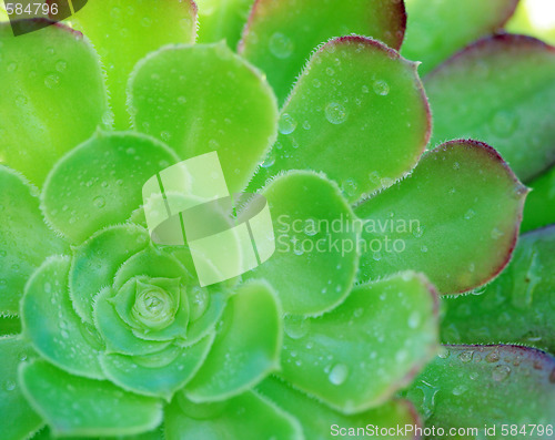 Image of Green Aeonium Background