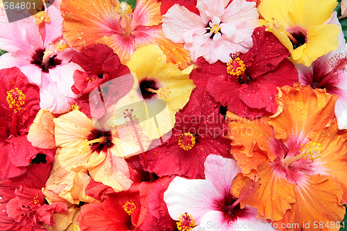 Image of hibiscus flowers