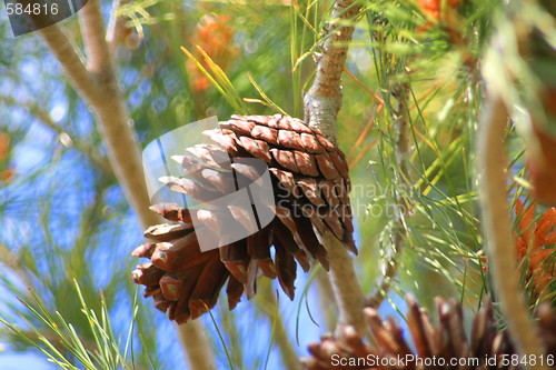 Image of Pine Cone