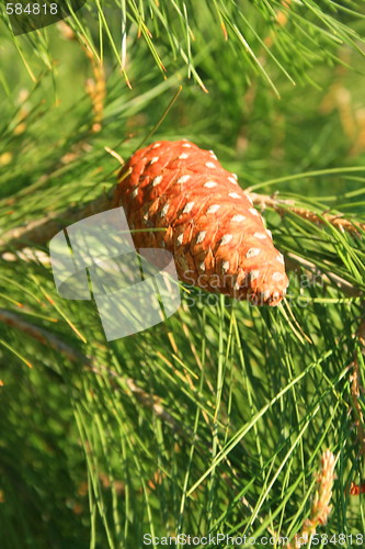 Image of Pine Cone