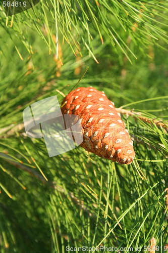 Image of Pine Cone