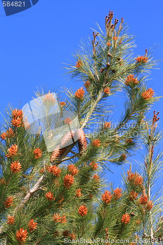 Image of Pine Cones