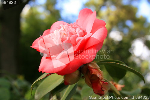 Image of Pink Camelia Flower