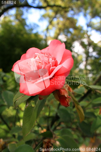 Image of Pink Camelia Flower