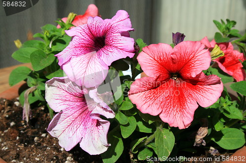 Image of Petunia Flowers