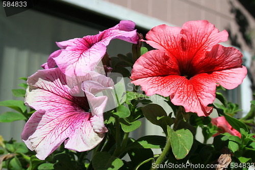 Image of Petunia Flowers