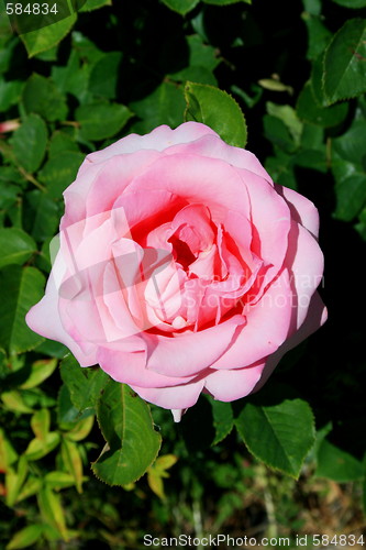 Image of Pink Rose Flower