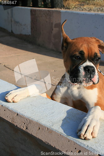 Image of Boxer Puppy