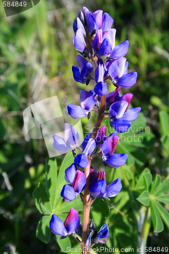 Image of Purple Lupin Flower