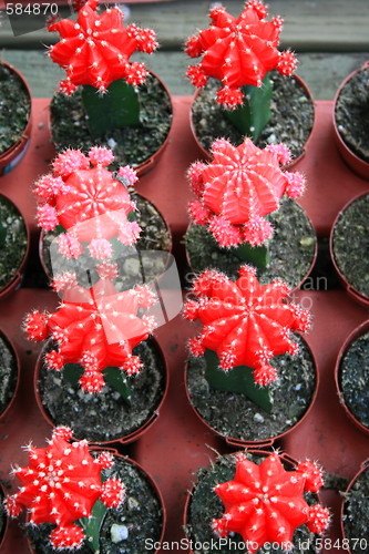 Image of Row Of Cactuses