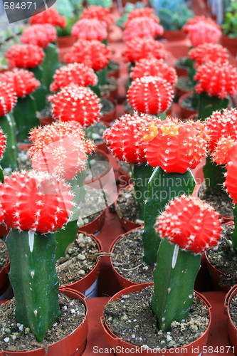 Image of Row Of Cactuses