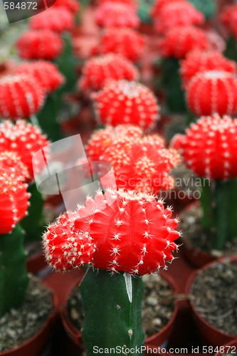 Image of Row Of Cactuses