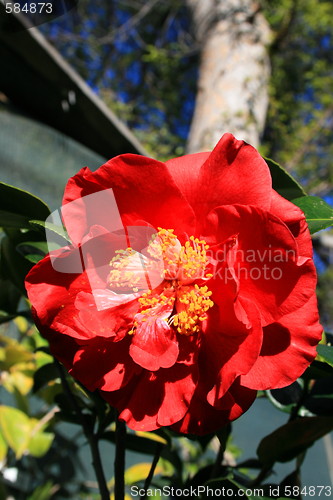 Image of Red Camelia Flower