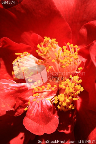 Image of Red Camelia Flower