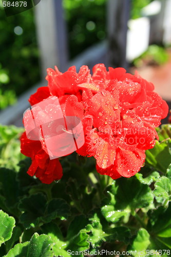 Image of Red Geranium Flower